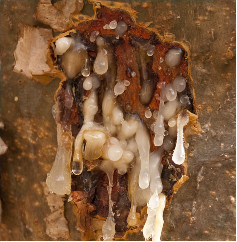 Harvesting frankincense