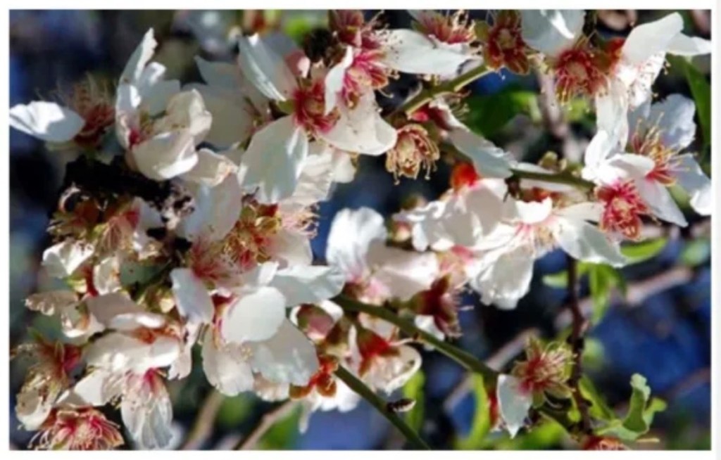 The Cypress And The Myrtle: Tree Series Part&nbsp;5