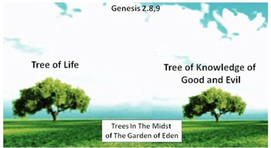 Tale Of Two Trees:  Tree Series Part&nbsp;1