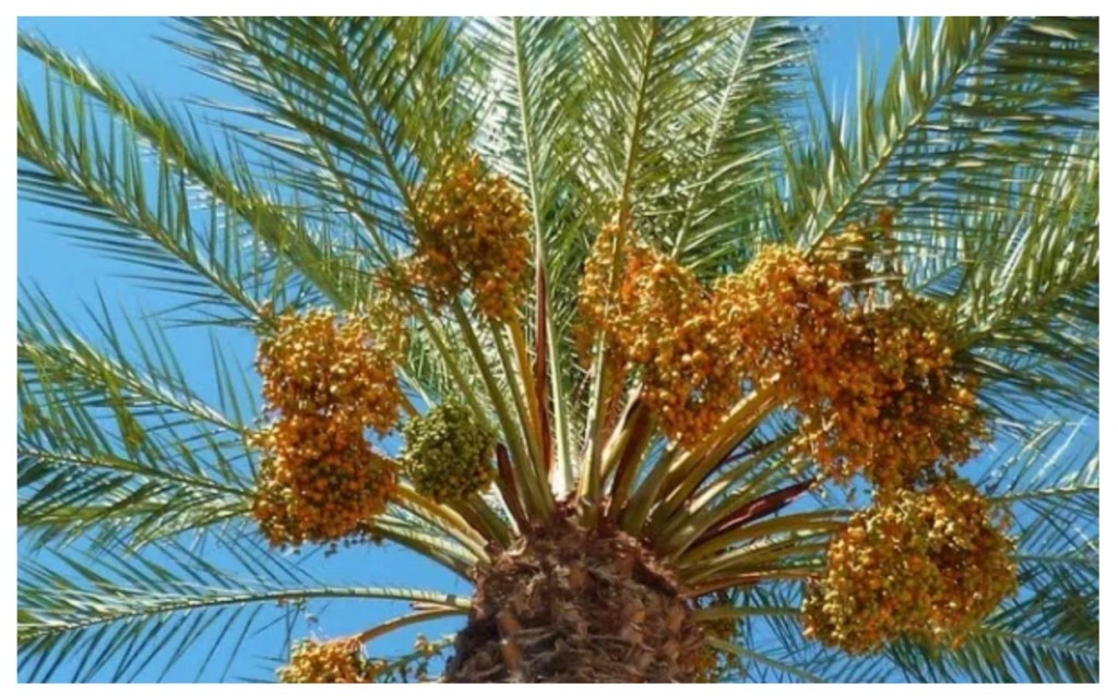 You Shall Flourish Like The Palm Tree: Tree Series Part&nbsp;3