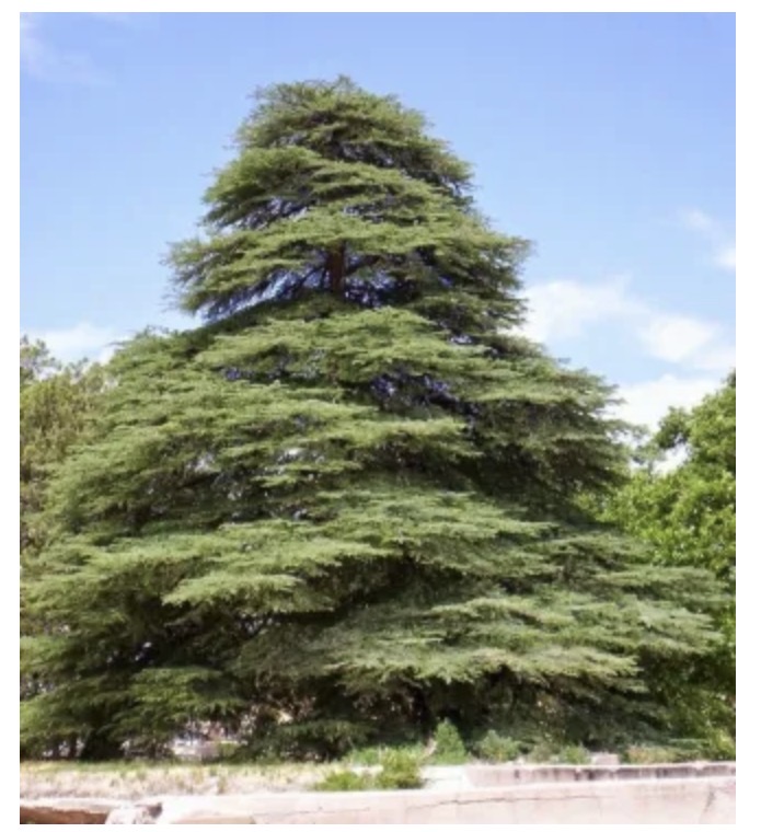As Excellent As The Cedars Of Lebanon:  Tree Series Part&nbsp;4