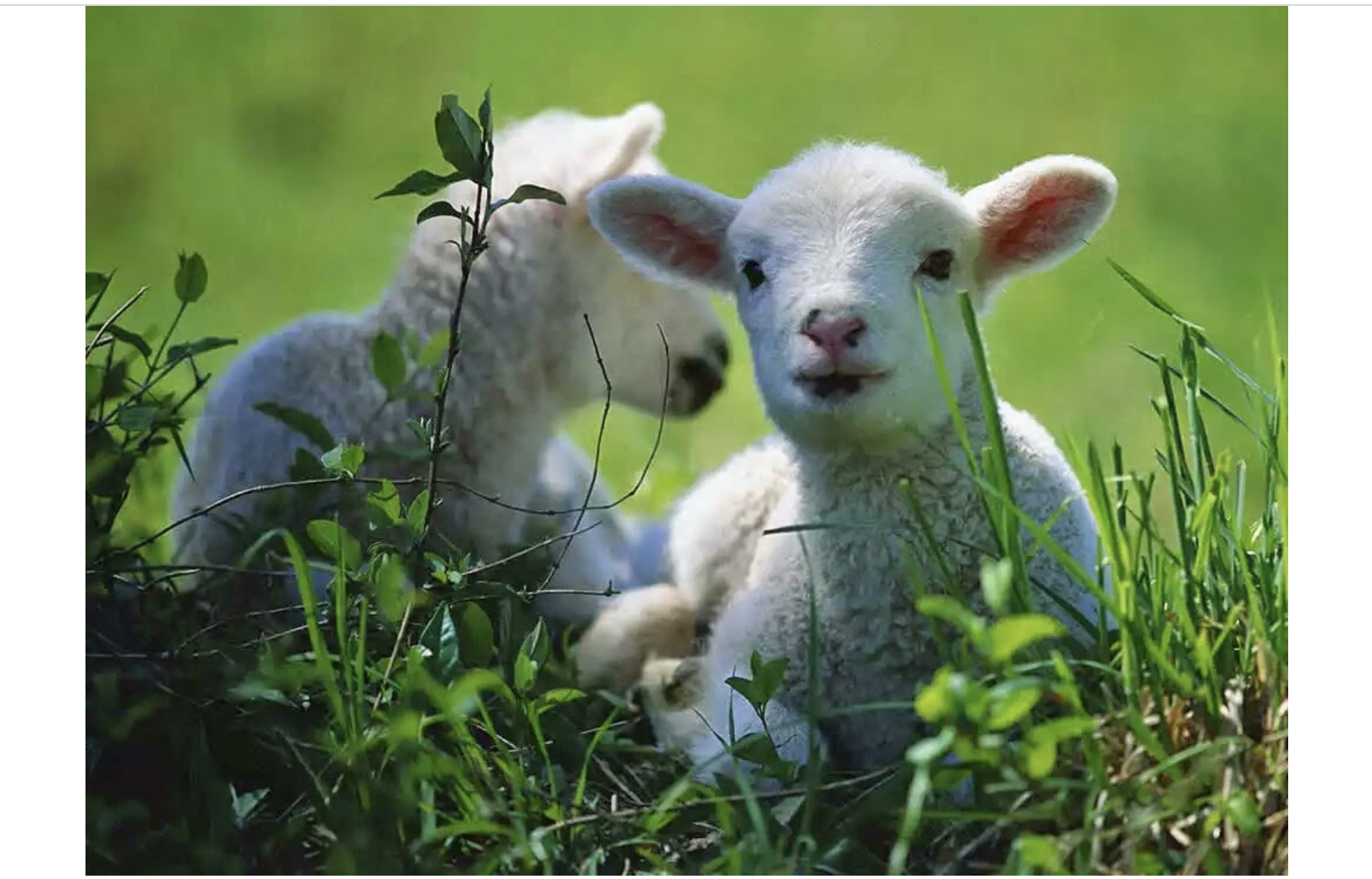 81CC4ACA-632F-477E-BEA0-CF76EA90BA15