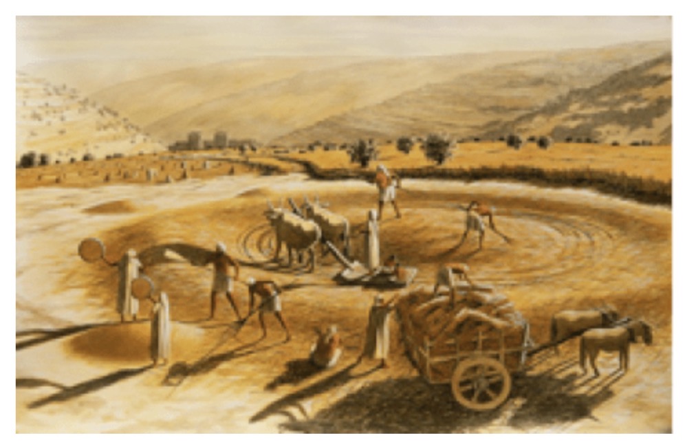Story Of Ruth Part 7: The Threshing&nbsp;Floor