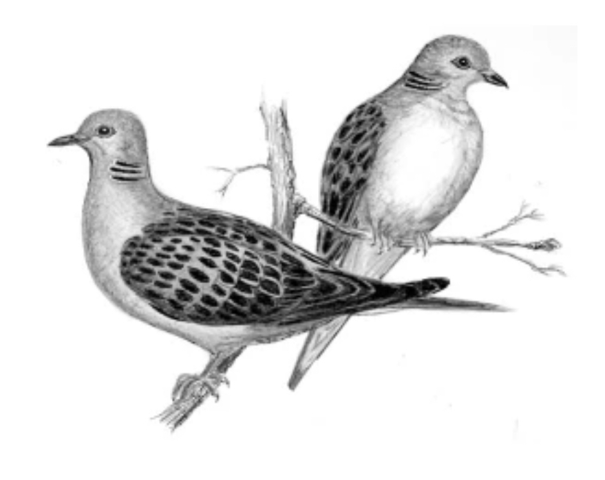 The Five Offerings Of Leviticus Part 3 of 10: Dove&nbsp;Offering