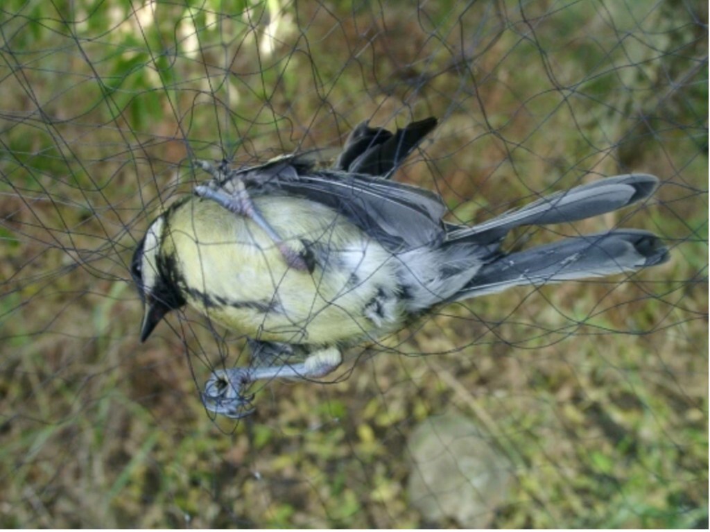 The Snare Of The Fowler: Psalm 91 Series Part 3 of&nbsp;7.