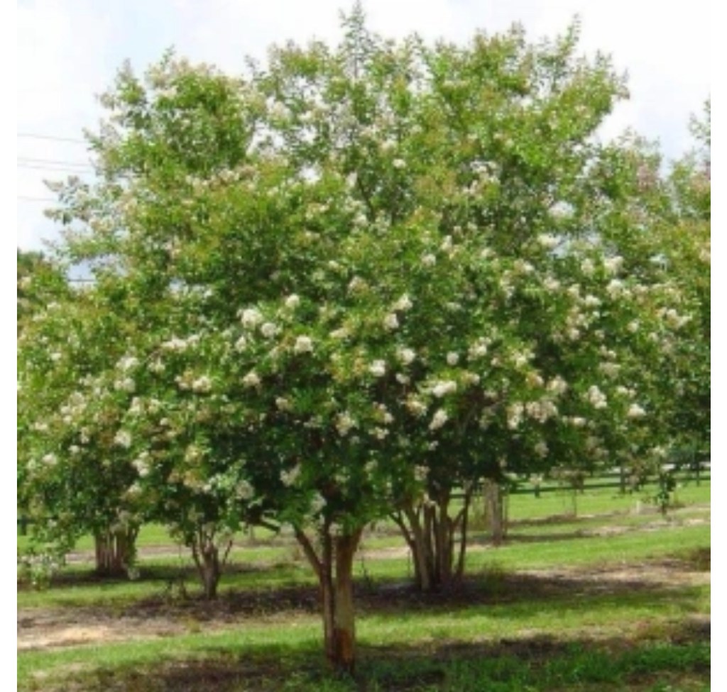 You Are Like The Cypress And The&nbsp;Myrtle.