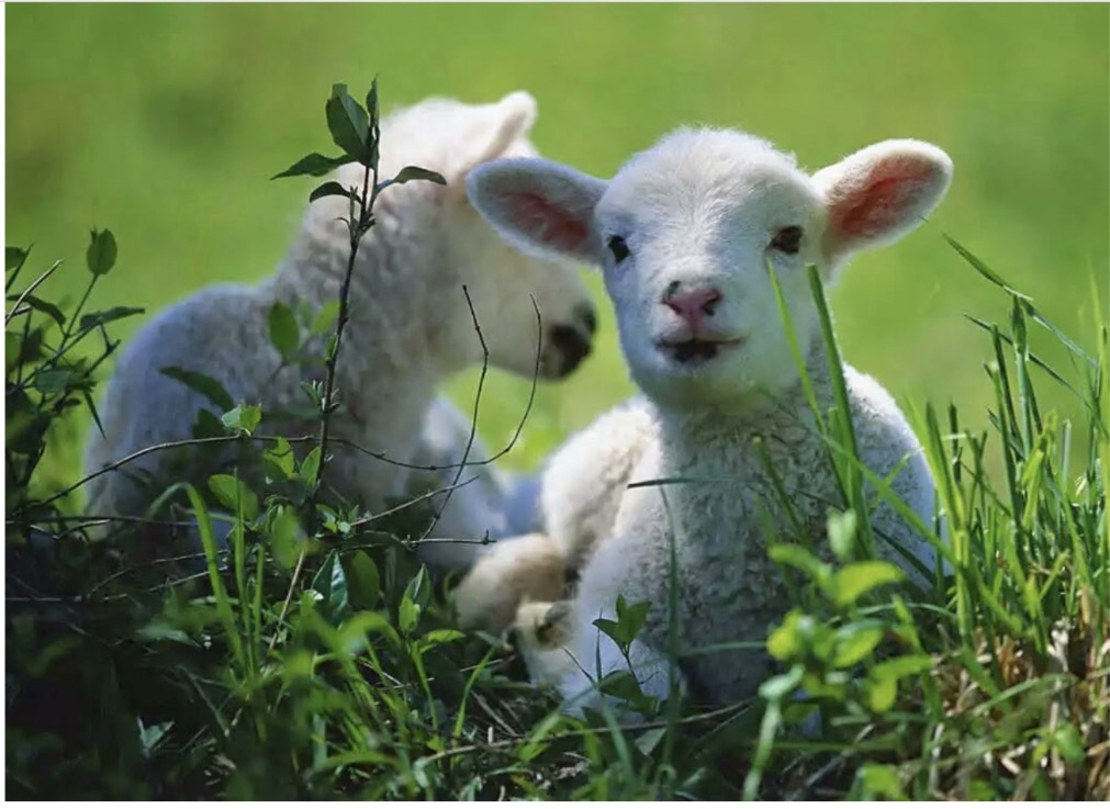 Your Lamb Shall Be Without Blemish: Passover Series Part&nbsp;2