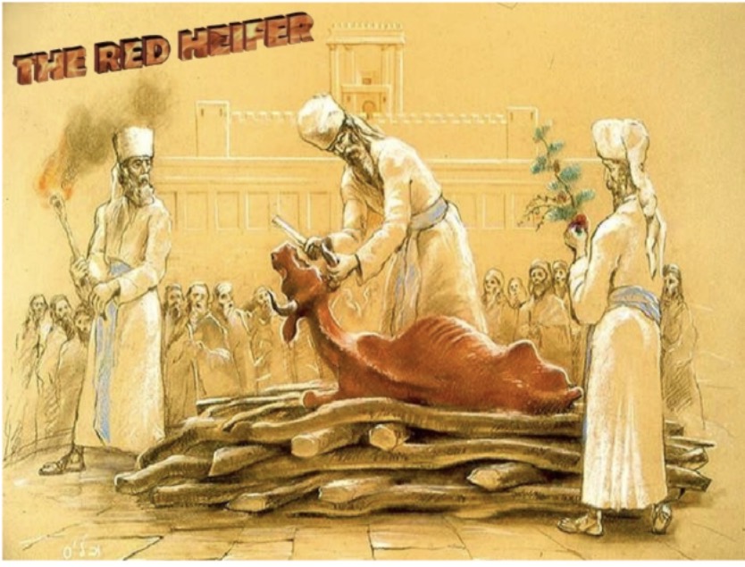 What’s In Your Water: Ashes Of The Red Heifer Part 4 Of&nbsp;9